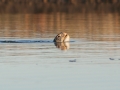 Sea Turtle 1.jpg