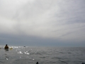 IMGP3731 - full.JPG